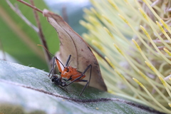 Gminatus