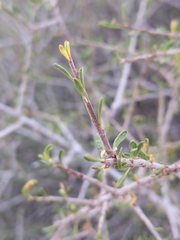Prunus fasciculata