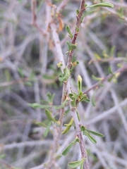 Prunus fasciculata