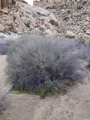 Prunus fasciculata