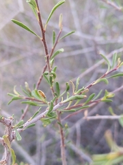 Prunus fasciculata
