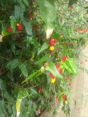 Callianthe megapotamica