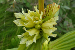 Gentiana burseri actinocalyx