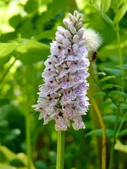 Dactylorhiza maculata