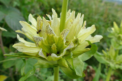 Gentiana burseri actinocalyx
