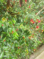 Callianthe megapotamica