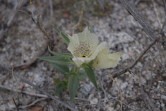 Mohavea confertiflora