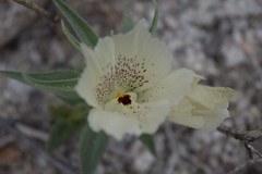 Mohavea confertiflora