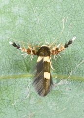 Stathmopoda vertebrata