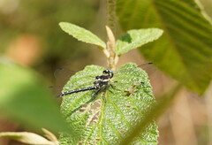 Eusynthemis guttata