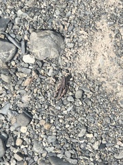 Sigaus australis