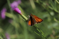 Thymelicus lineola