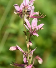 Dictamnus dasycarpus