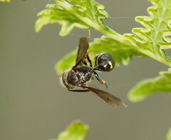Australozethus tasmaniensis