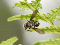 Australozethus tasmaniensis