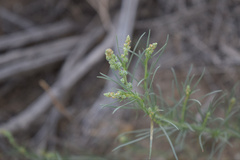 Oligomeris linifolia