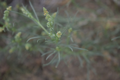 Oligomeris linifolia
