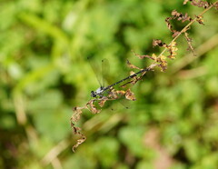 Austroargiolestes calcaris