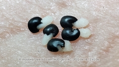 Corydalis fangshanensis