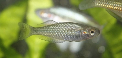 Australian rainbowfish (Melanotaenia fluviatilis) — Melanotaeniidae