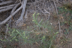 Oligomeris linifolia