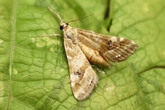 Hellula