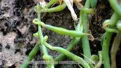 Corydalis fangshanensis