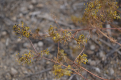 Trachelidae