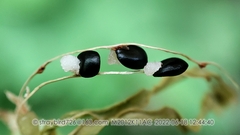 Corydalis fangshanensis