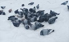 Columba livia domestica