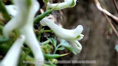 Corydalis fangshanensis