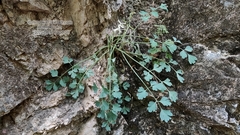 Corydalis fangshanensis