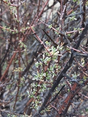 Coleogyne ramosissima