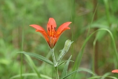 Lilium pensylvanicum