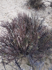Coleogyne ramosissima
