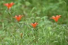 Lilium pensylvanicum