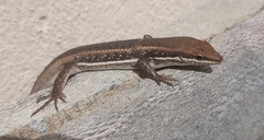 Trachylepis varia