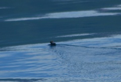 Cerorhinca monocerata