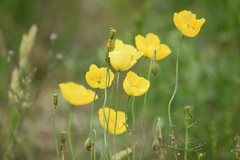 Papaver croceum
