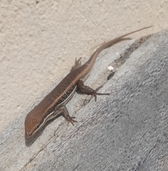 Trachylepis varia