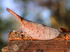 Rentinus dilatatus