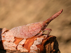 Rentinus dilatatus