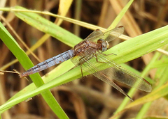 Crocothemis nigrifrons