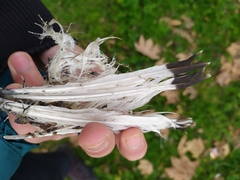 Chroicocephalus ridibundus