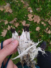 Chroicocephalus ridibundus