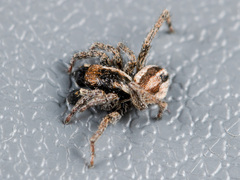 Phlegra andreevae