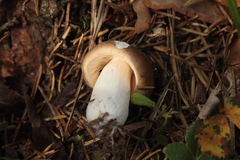 Russula clavipes