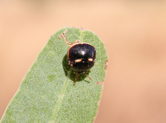 Plataspidae