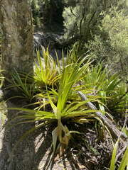 Astelia hastata
