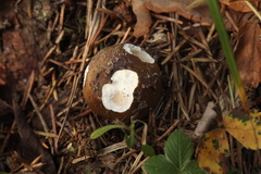 Russula clavipes